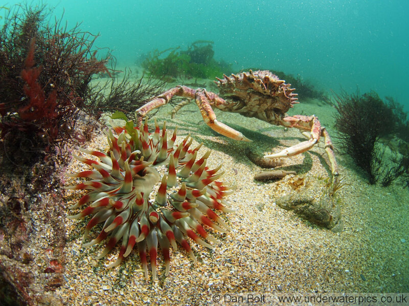 King Crab and Sea Anemone