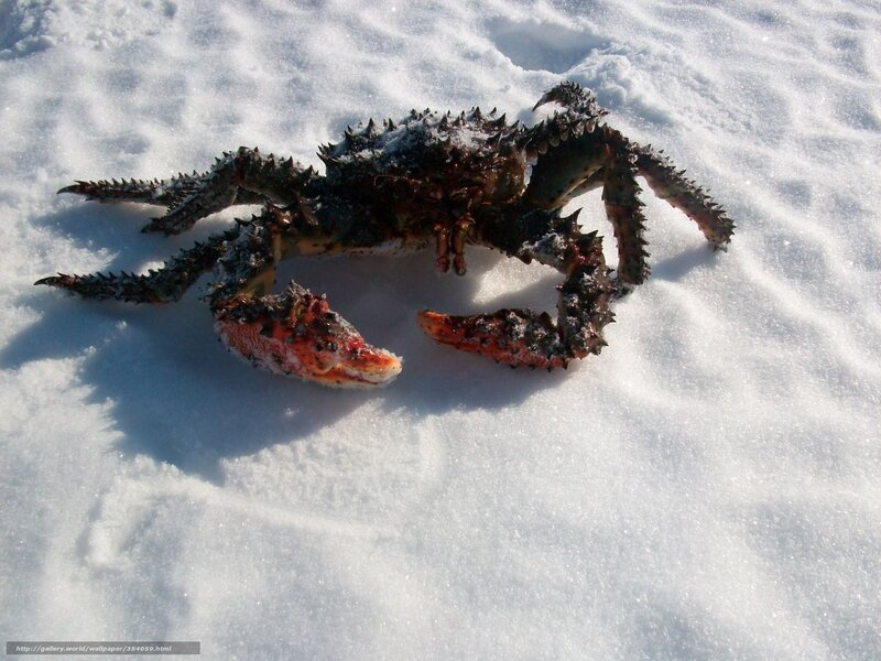 King crab on snow