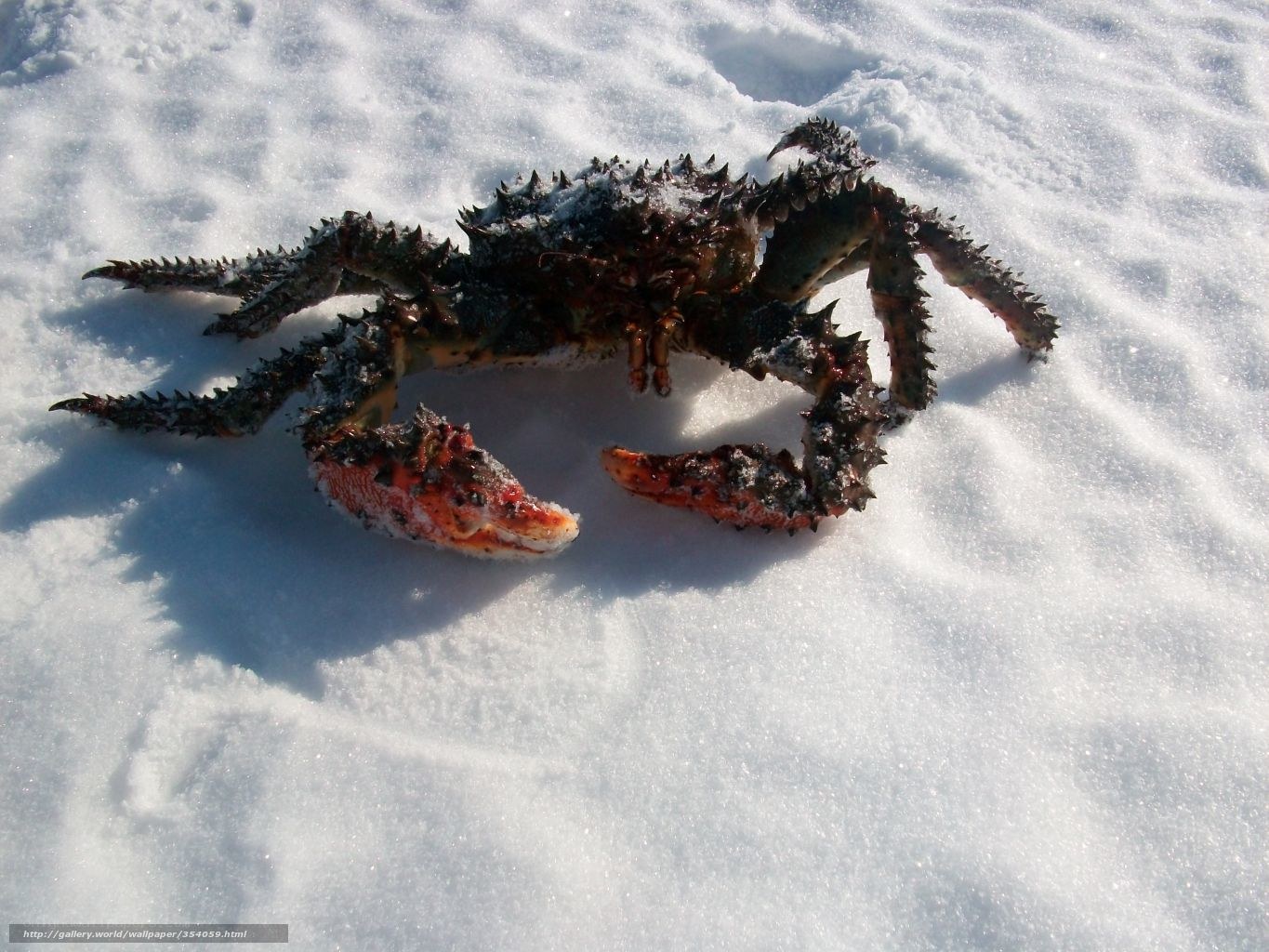 King crab on snow