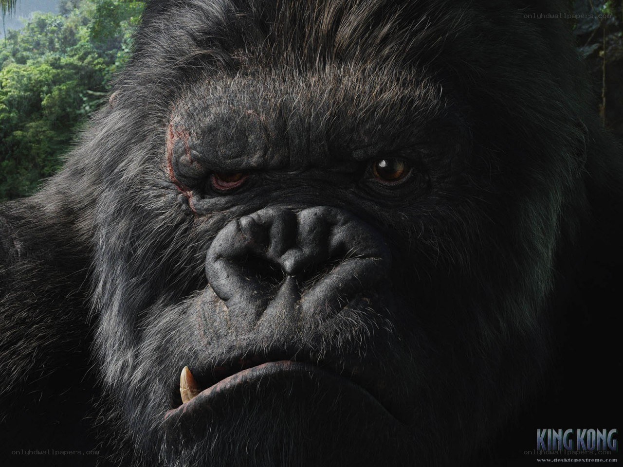 King Kong close-up portrait