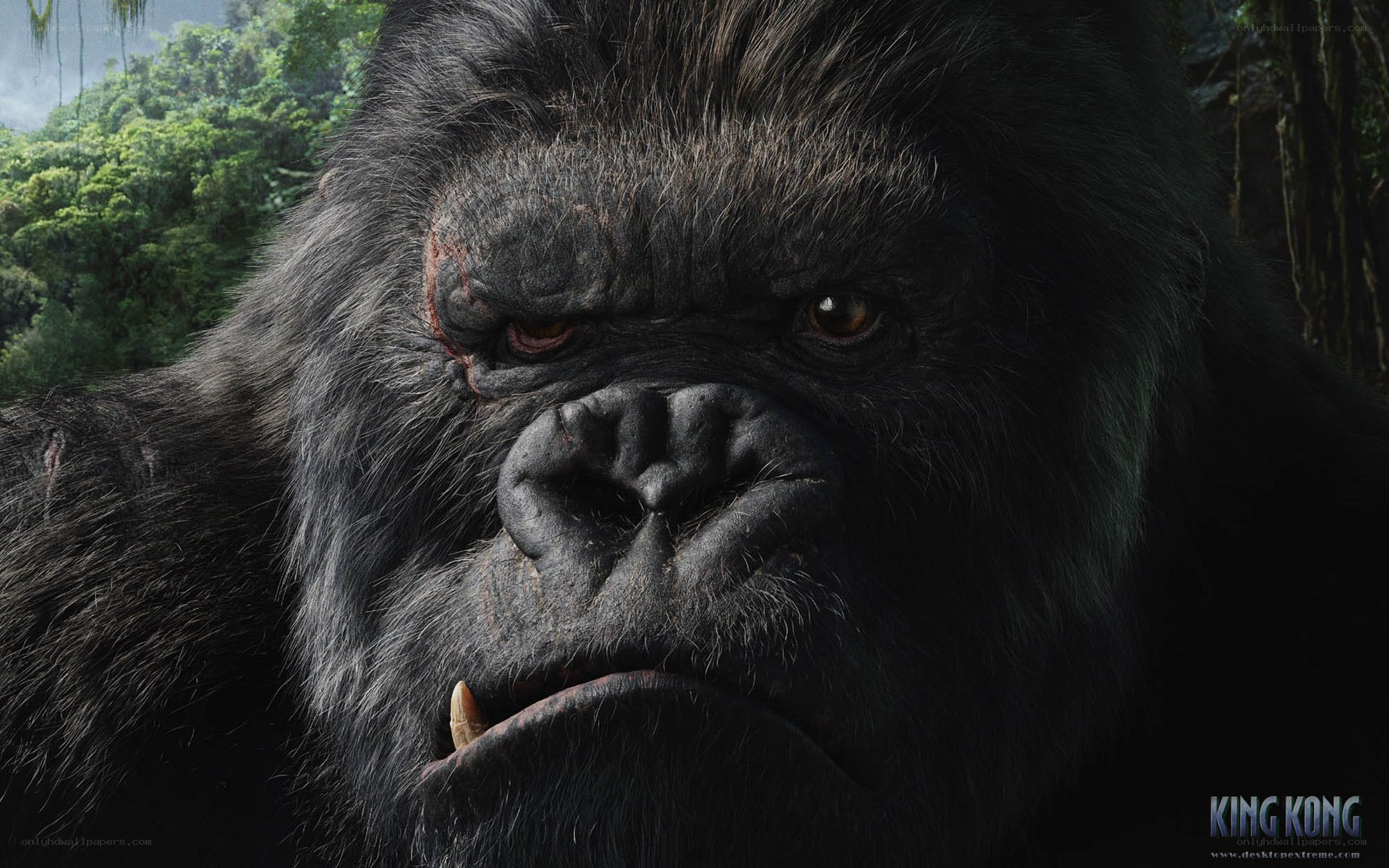 King Kong close-up portrait