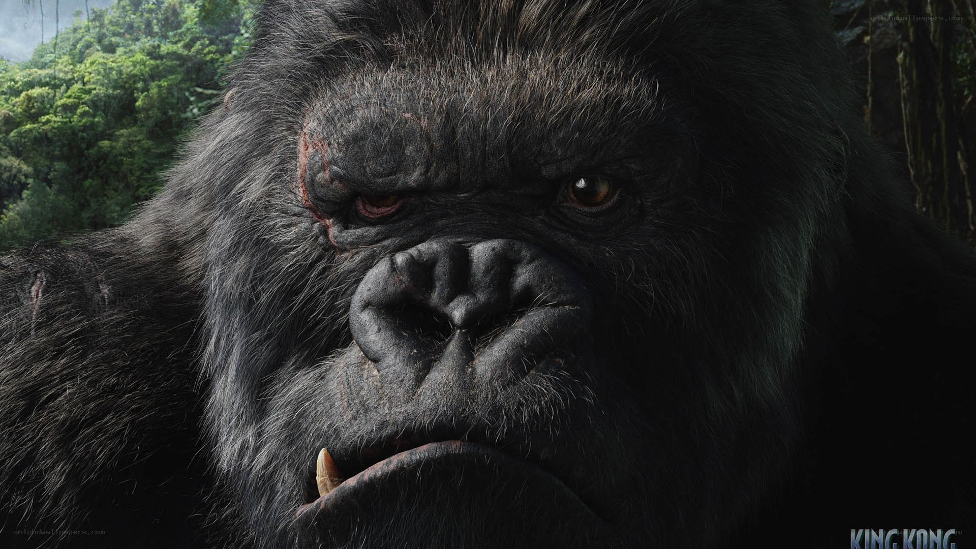 King Kong close-up portrait