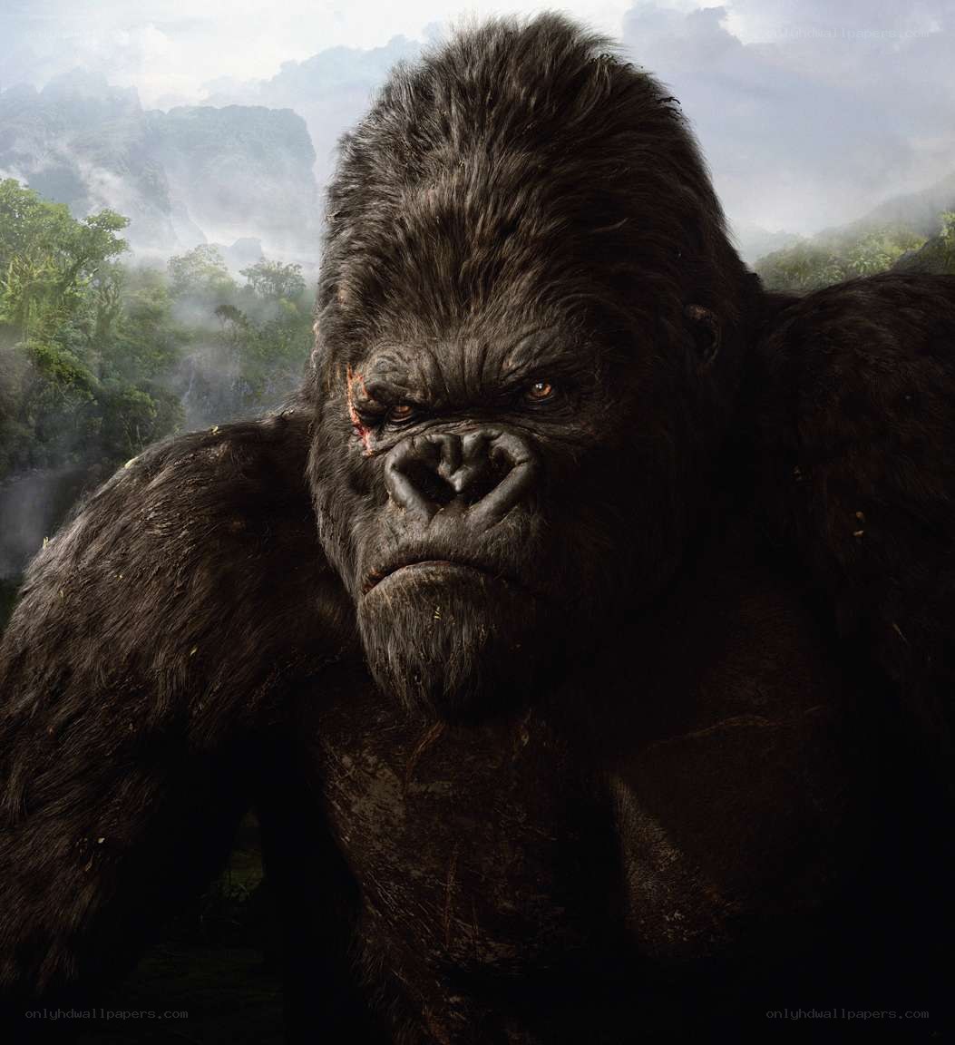 King Kong in jungle