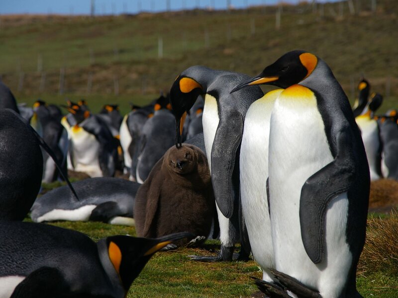 King Penguin Chick