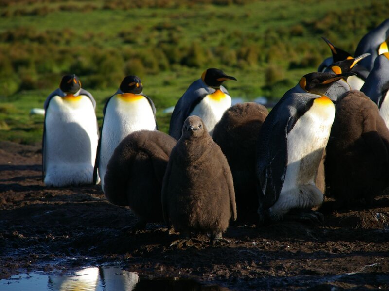 King Penguin Chicks