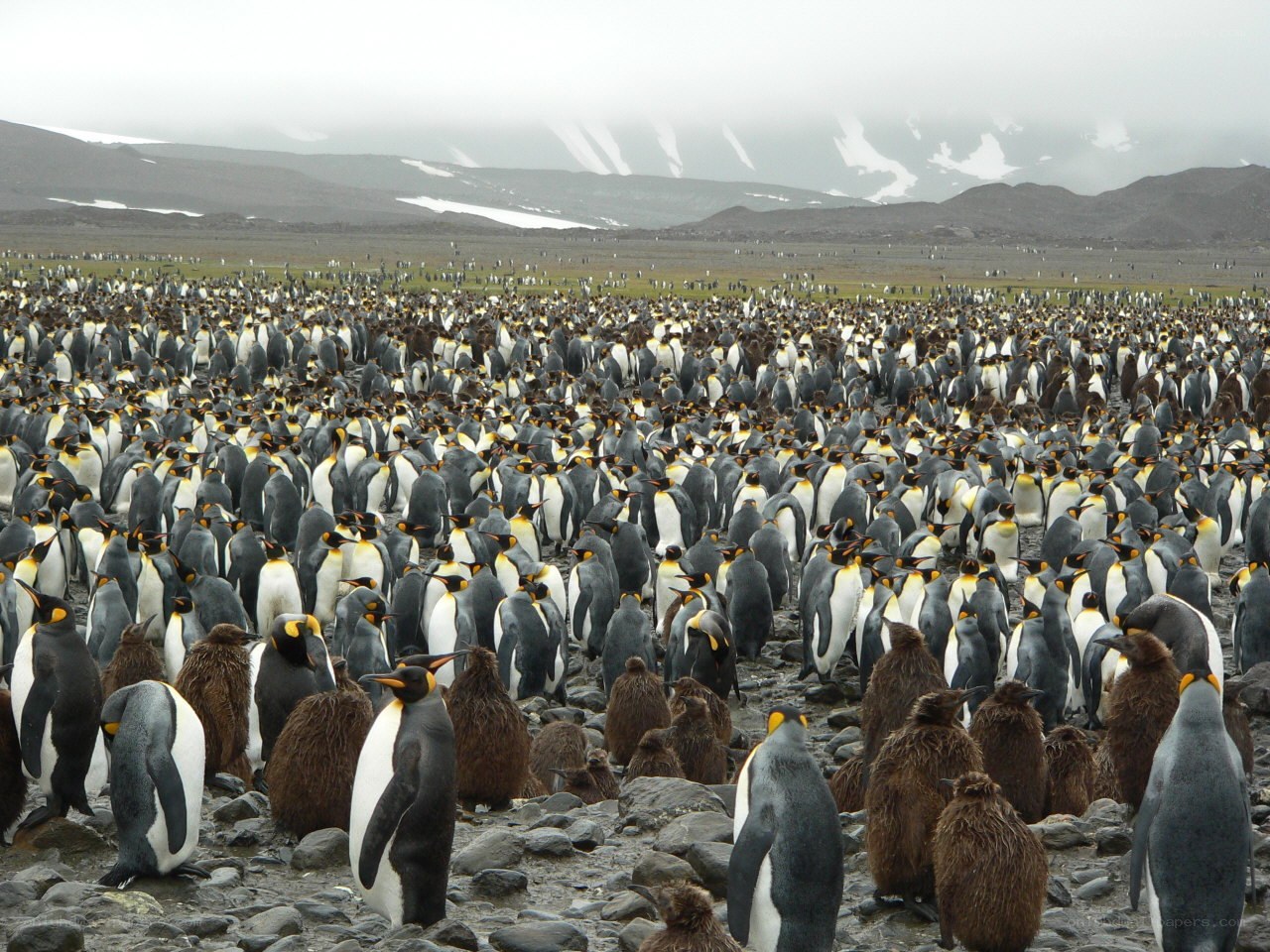 King penguin colony on rocks