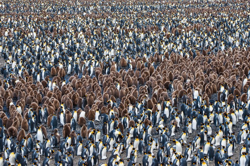 King Penguin Colony