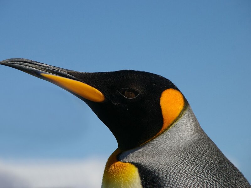 King penguin head close-up