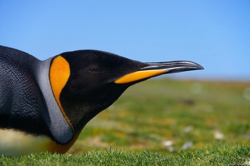 King penguin in profile