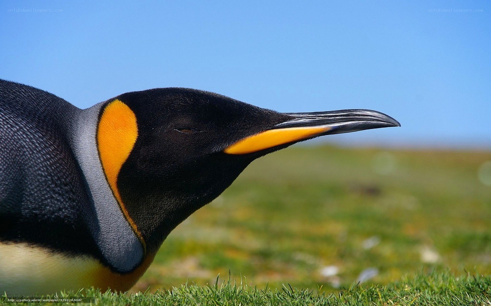 King penguin in profile
