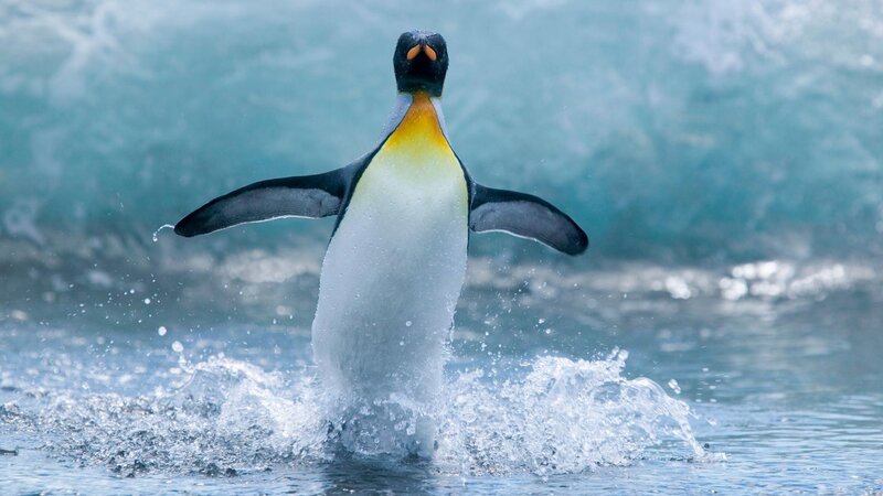 King Penguin in Water — Blue, Dynamic, Photograph