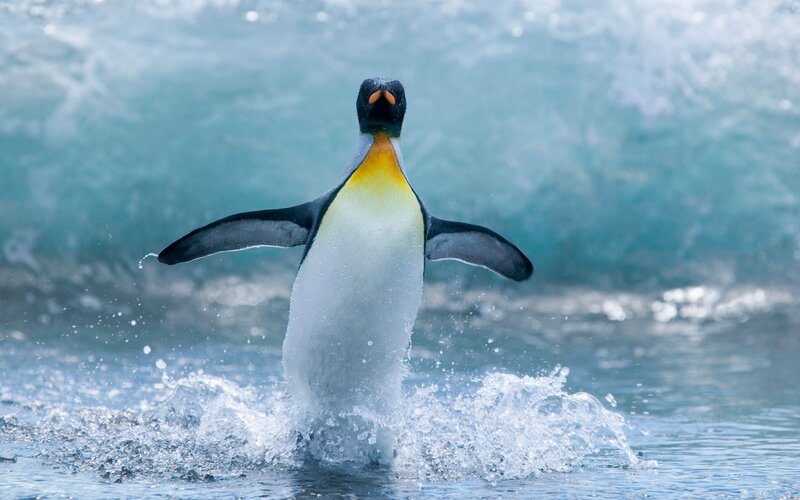 King Penguin in Water — Blue, Dynamic