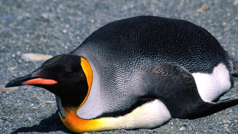 King Penguin on Ground