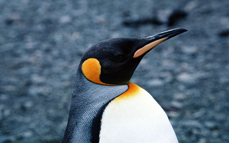 King penguin portrait