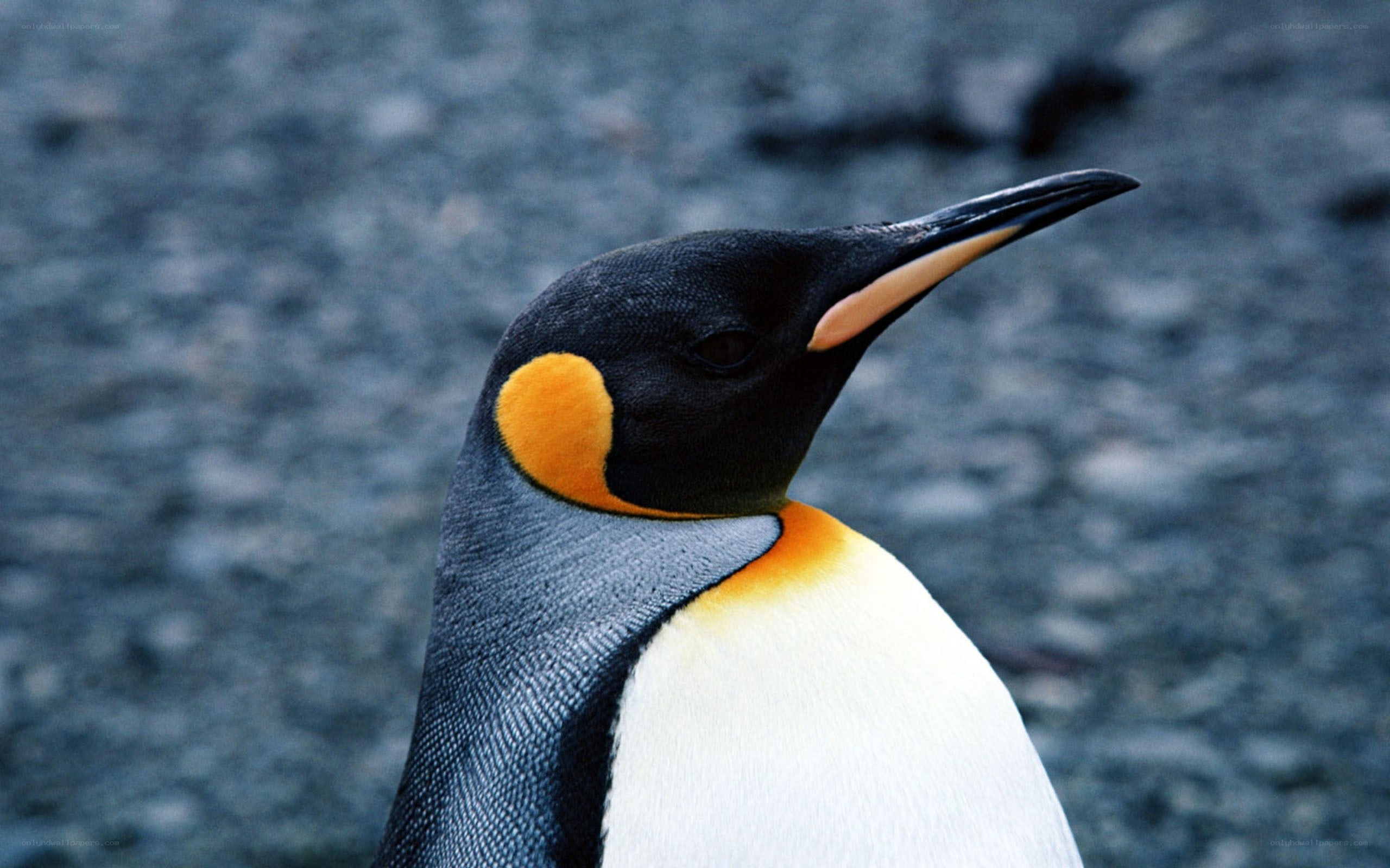 King penguin portrait