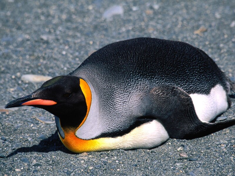 King penguin resting on ground
