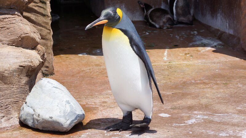 King Penguin Standing