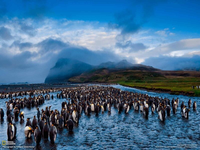 King penguins in a river