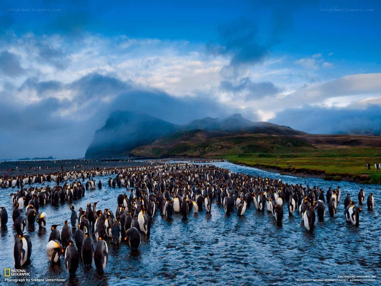 King penguins in a river