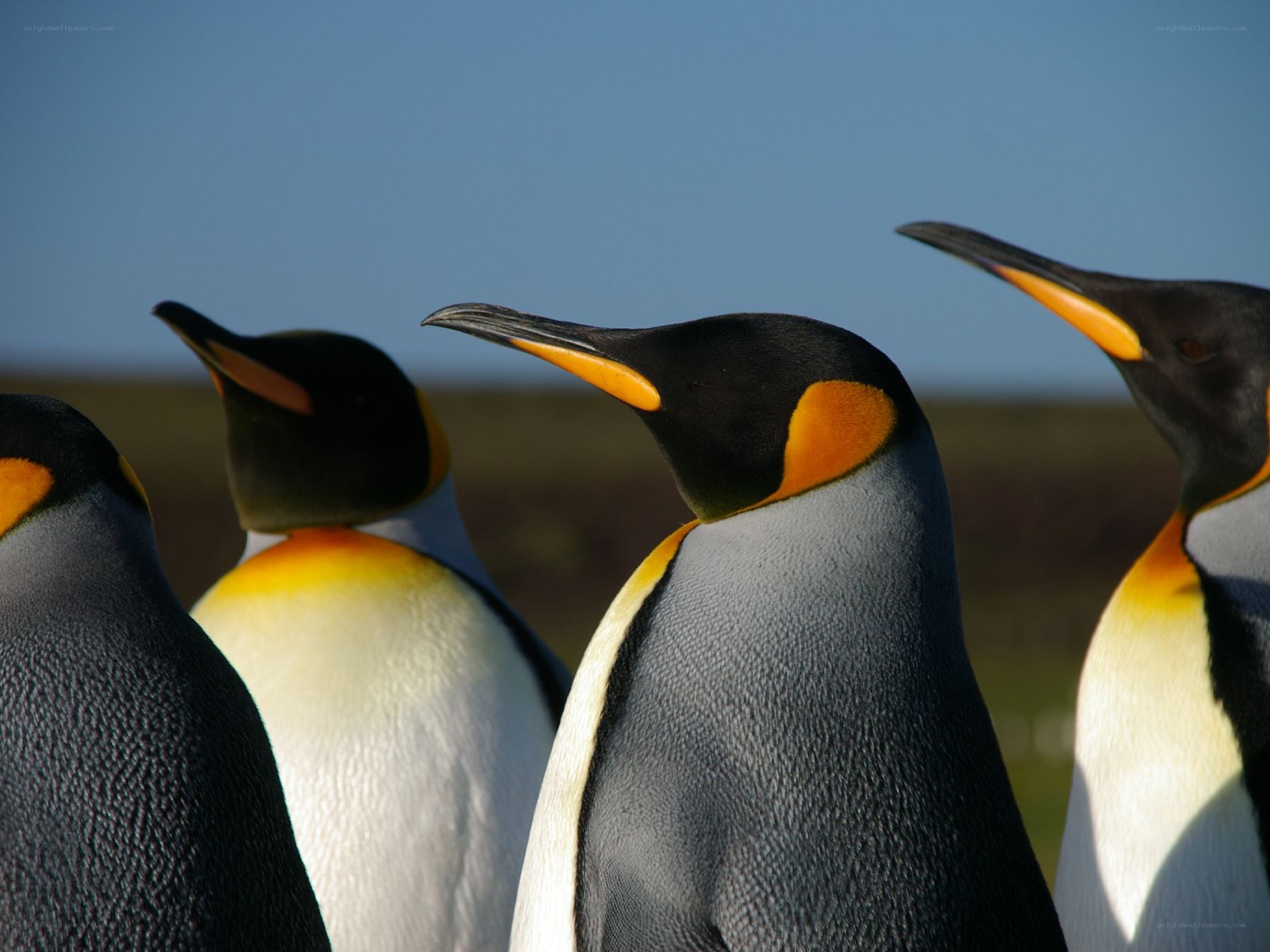 King penguins in a row