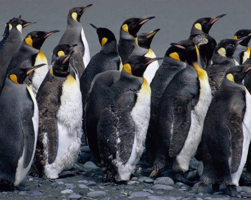 King Penguins in Colony — Black, Natural