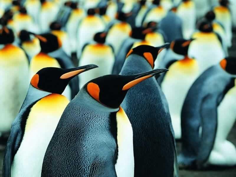 King Penguins in Colony