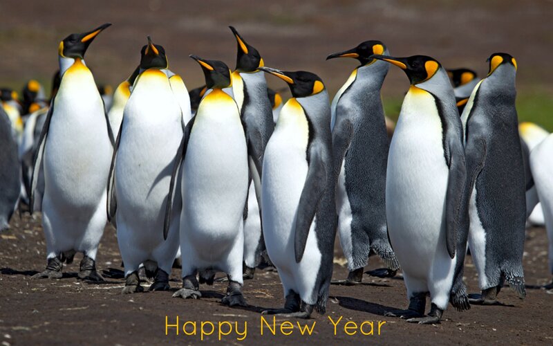 King Penguins in Colony — White