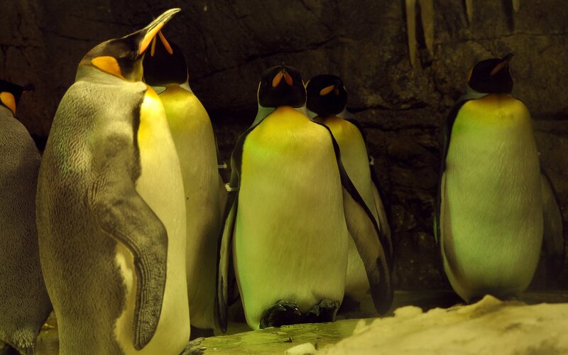King Penguins in Enclosure