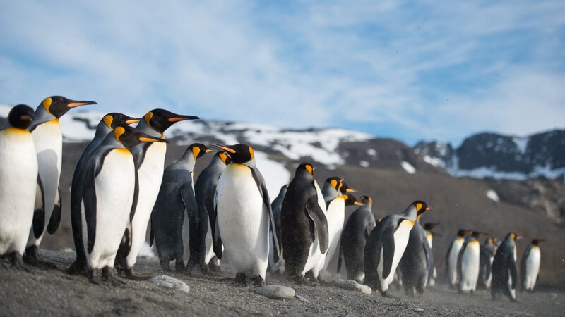 King Penguins in Line