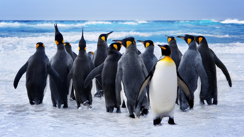 King Penguins in Water — Blue