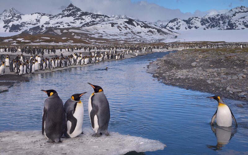 King Penguins in Water