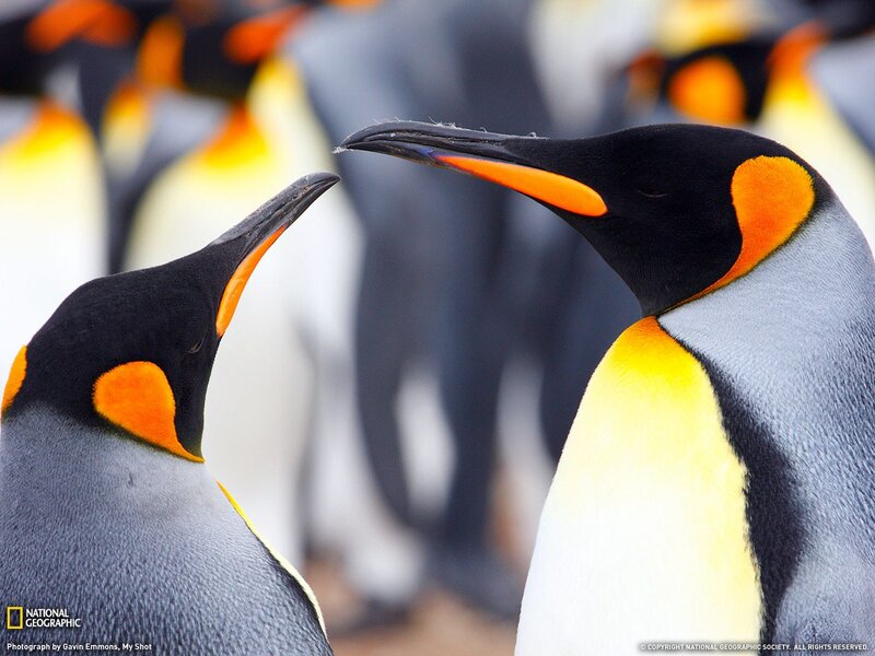 King Penguins Interacting — Black