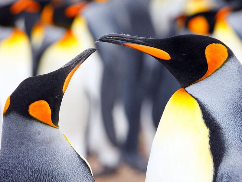 King Penguins Interacting