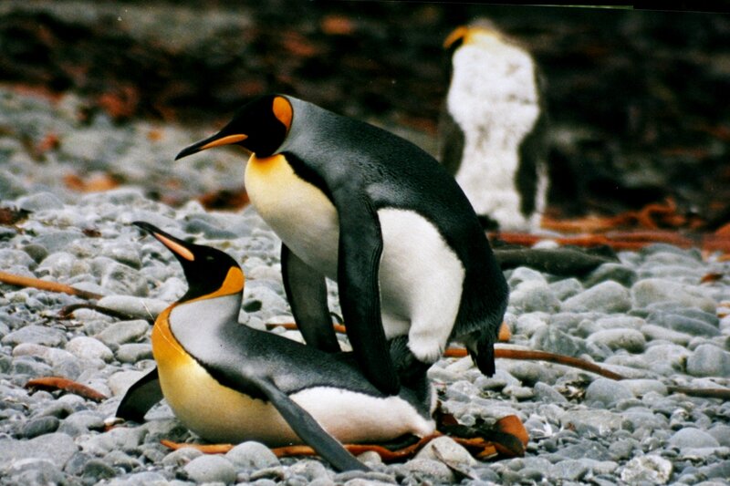 King Penguins Mating