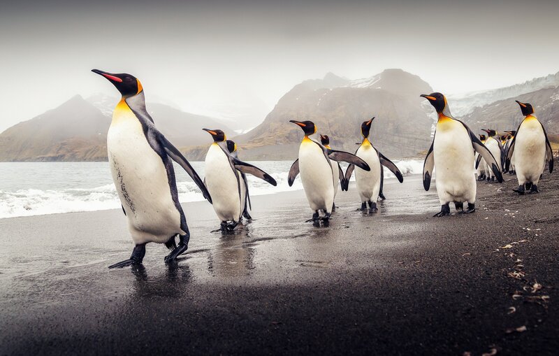 King Penguins on Beach — Black, Dramatic