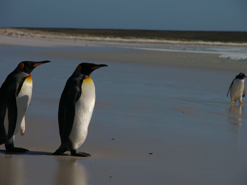 King Penguins on Beach — Black, Serene