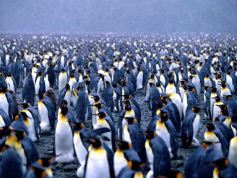 King Penguins on Beach — Black