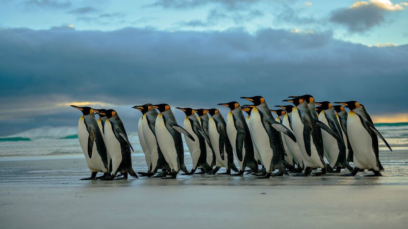 King Penguins on Beach — Blue, Dramatic, Sunset