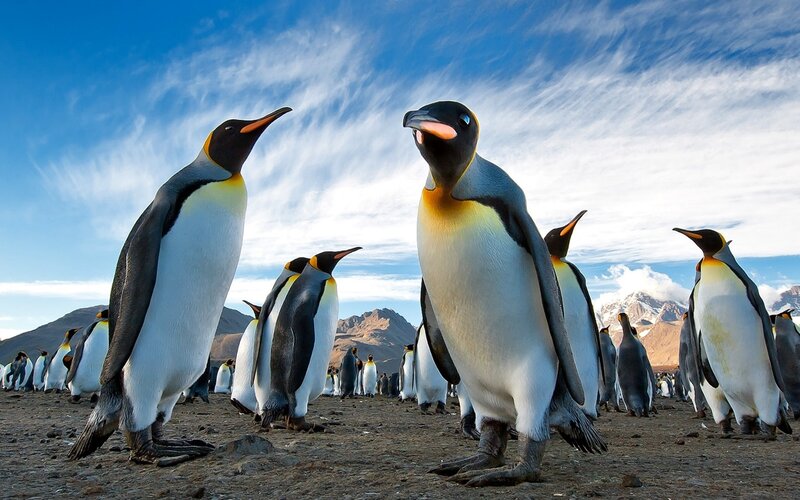 King Penguins on Beach — Blue, Dramatic