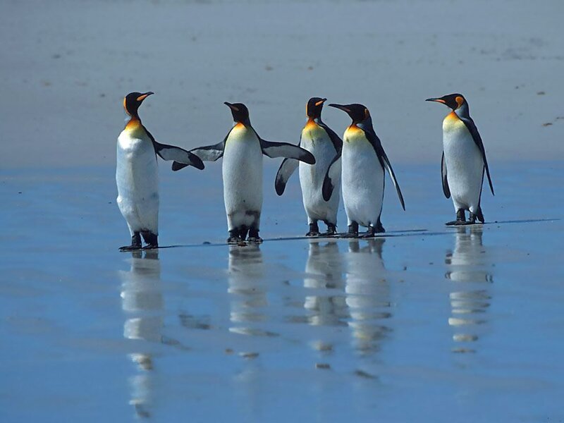 King Penguins on Beach — Blue