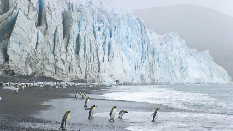 King Penguins on Beach — White, Cold, Photograph