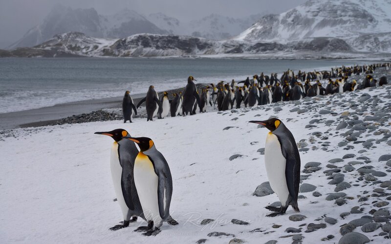 King Penguins on Beach — White, Cold