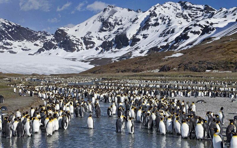 King Penguins on Beach — White