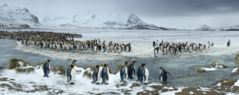 King Penguins on Ice