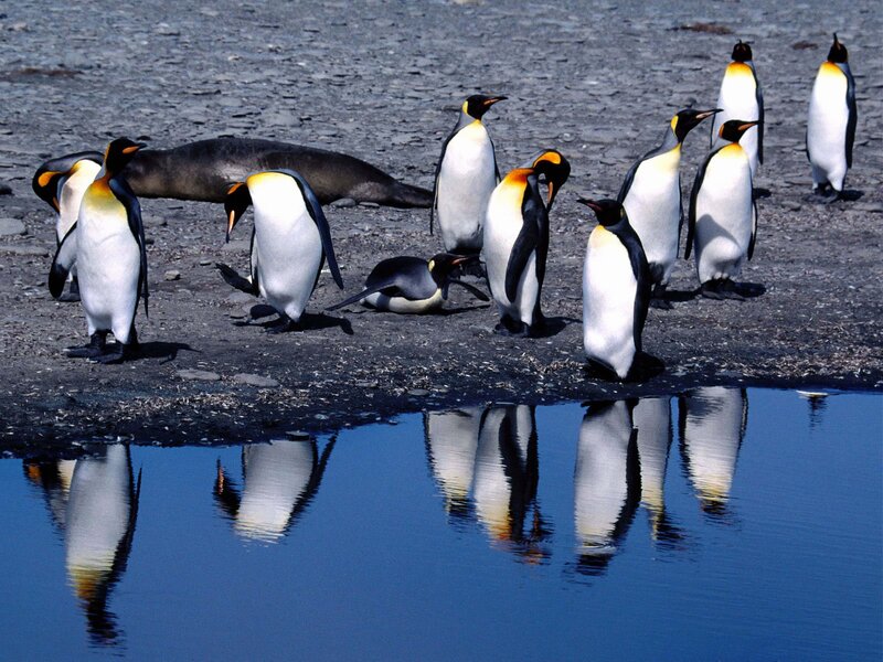 King Penguins on Shore