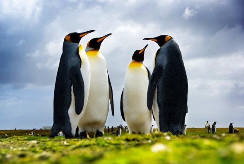King Penguins Standing