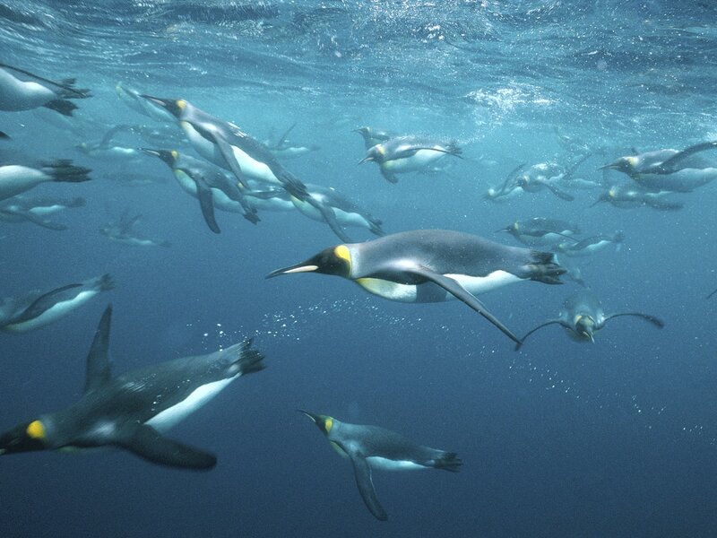 King Penguins Swimming — Blue, Serene