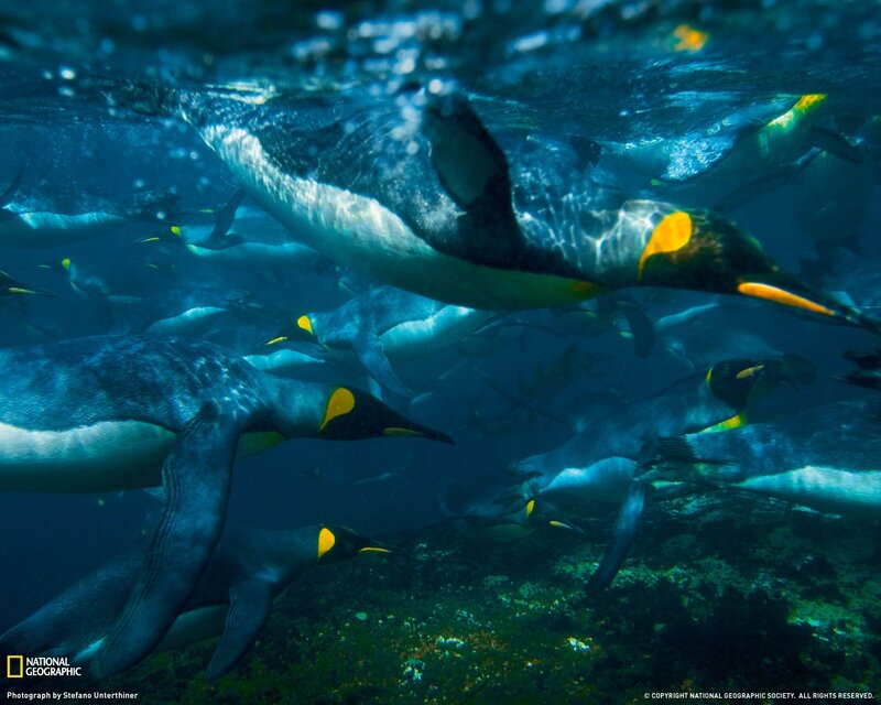 King Penguins Swimming — Blue
