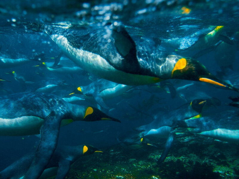 King Penguins Swimming