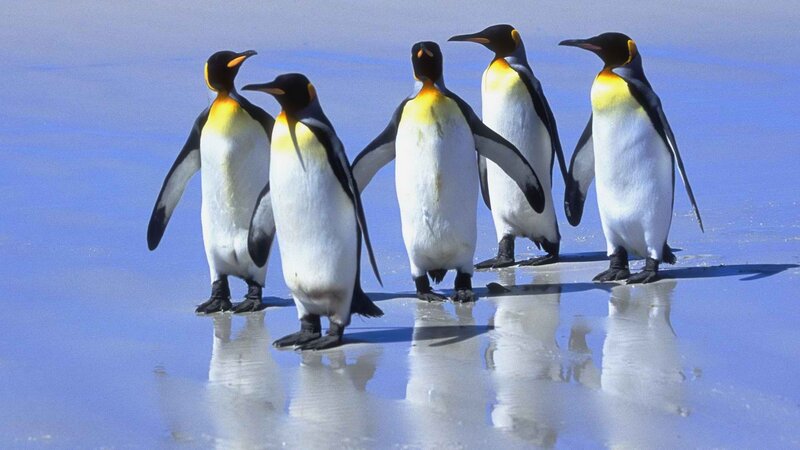 King Penguins Walking